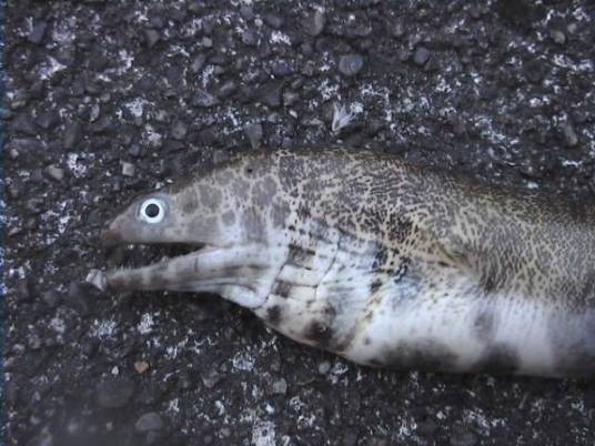 小裸胸鳝