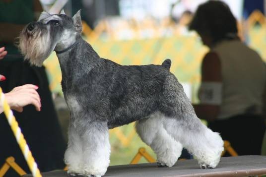 雪纳瑞犬（源于德国的一种多用途犬（犬科犬属动物））