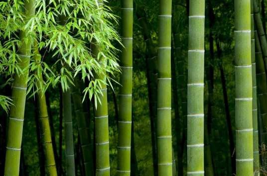 竹（禾本科竹亚科植物）