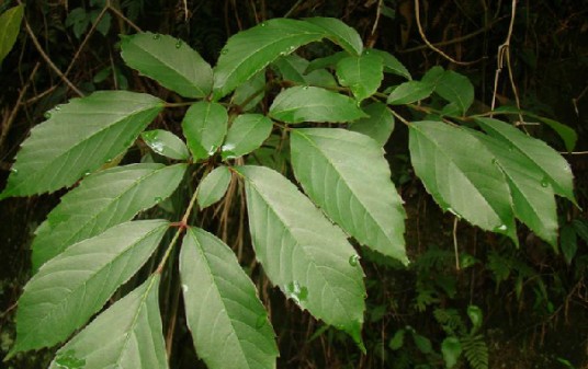藤茶（中药）