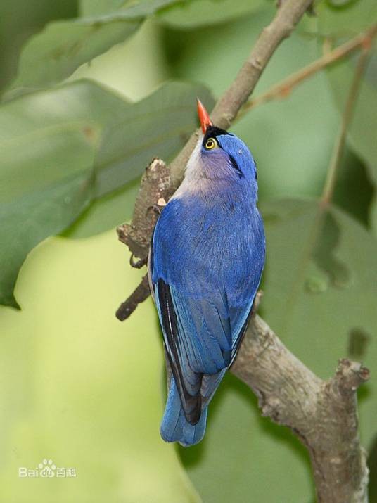 绒额鳾苏门答腊亚种