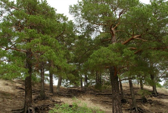 樟子松（变种）
