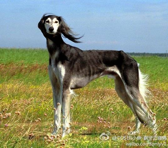 细狗（犬科犬亚科犬属动物）
