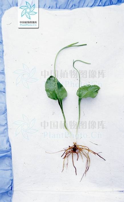 心叶瓶尔小草