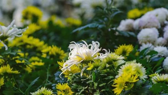 菊花（菊科菊属植物）