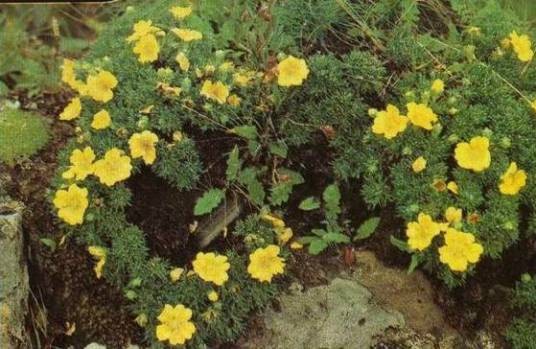 狼牙委陵菜（蔷薇科委陵菜属植物）