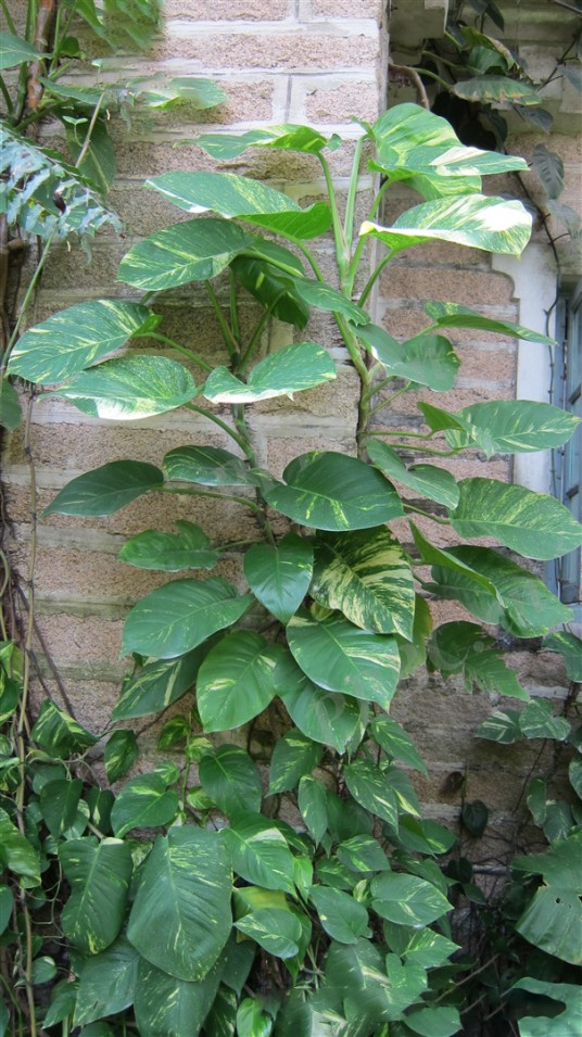 绿萝（天南星科麒麟叶属的一种植物）