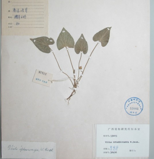 圆果堇菜