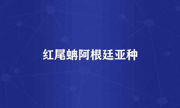 红尾蚺阿根廷亚种