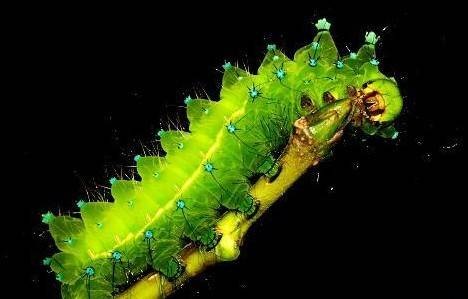 板栗水青蛾