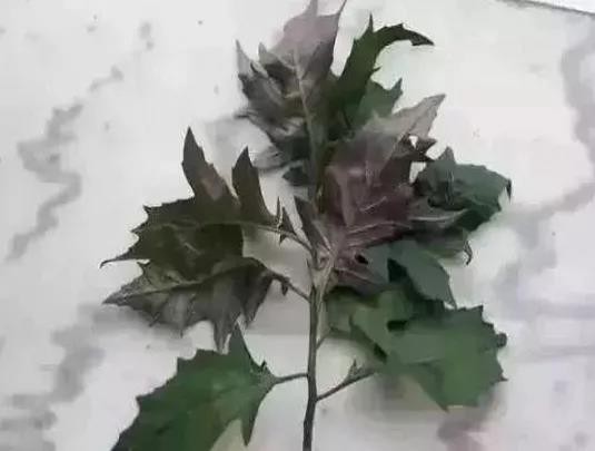 化儿草
