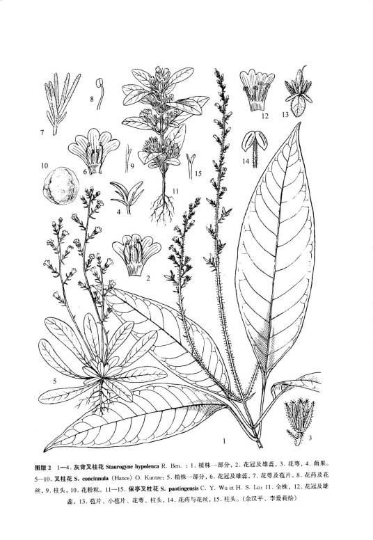 保亭叉柱花