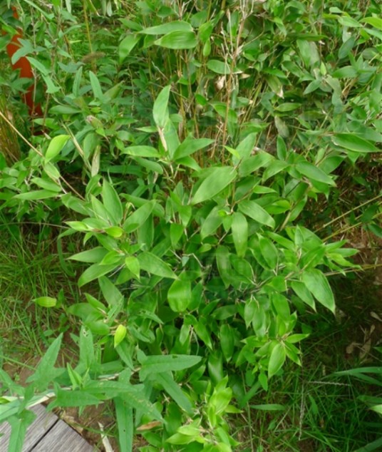 江山鹅毛竹