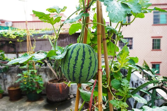 西瓜（葫芦科西瓜属的一种植物）