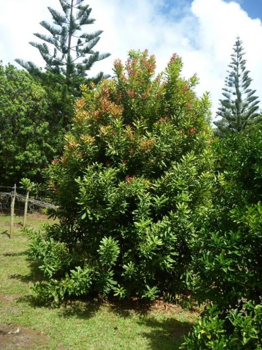 澳洲坚果（山龙眼科澳洲坚果属的一种植物）