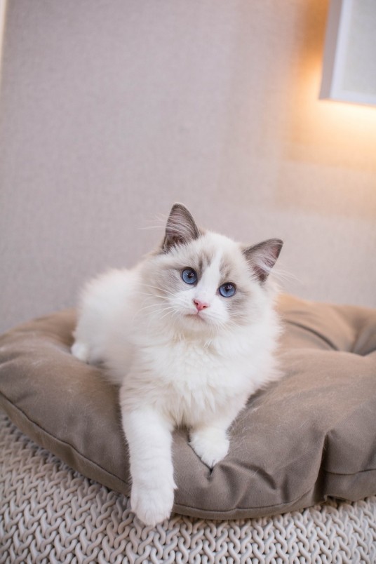 布偶猫（猫科猫属下的一宠物品种）