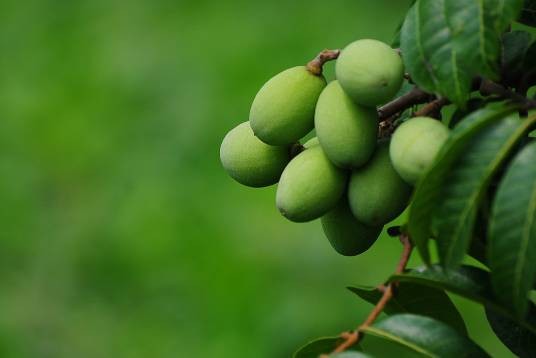 橄榄(橄榄科橄榄属植物)