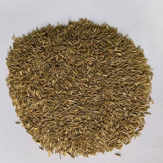 种子（裸子植物和被子植物特有的繁殖体）