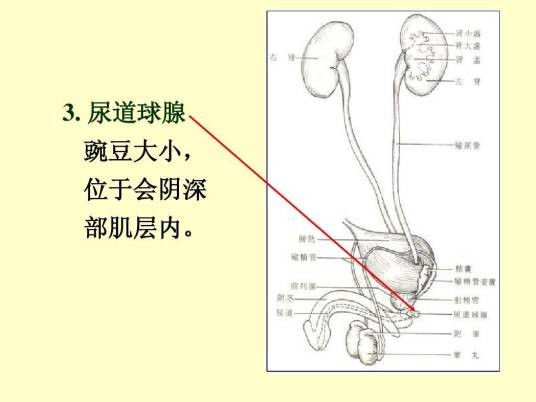 尿道球腺液