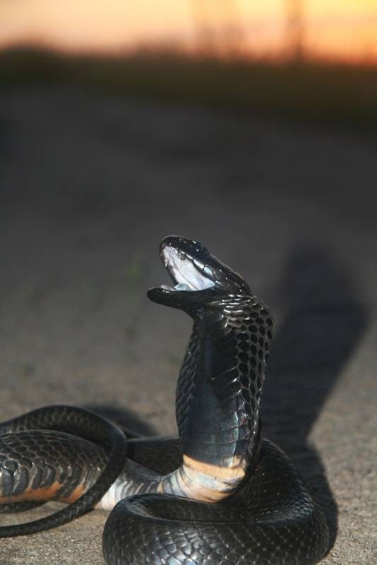 黑颈射毒眼镜蛇
