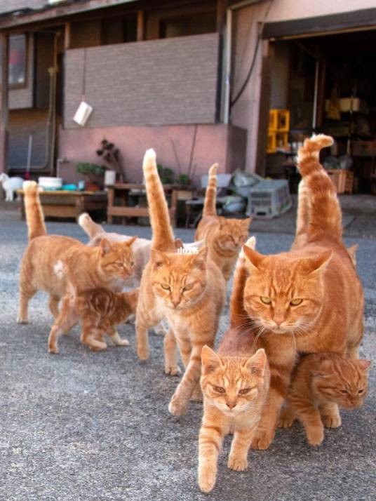 橘猫（哺乳纲猫科动物）