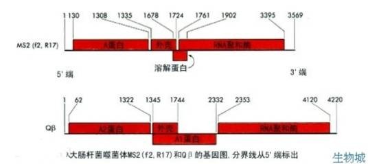 Qβ噬菌体