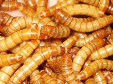 黄粉虫的前期成本是多少？