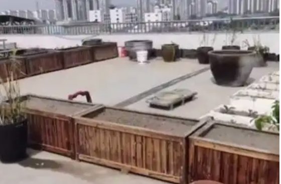 江苏一亿万富翁盗窃绿化木箱给丈母娘种菜,这名富翁需要承担哪些责任?