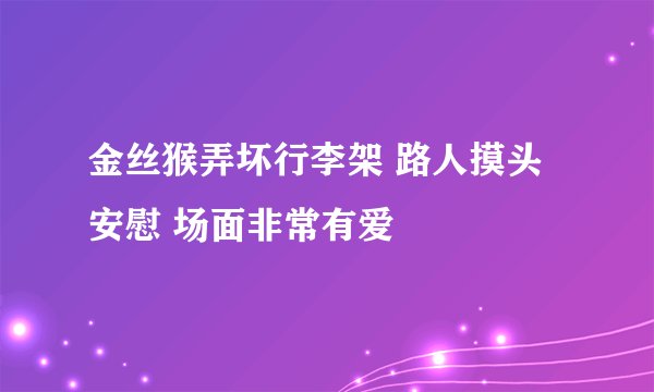 金丝猴弄坏行李架 路人摸头安慰 场面非常有爱