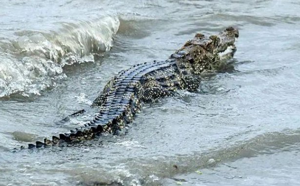 上海警方回应黄浦江畔出现鳄鱼:在抓捕中,鳄鱼为何会出现在这里?