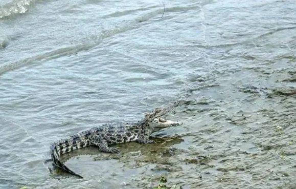 上海警方回应黄浦江畔出现鳄鱼:在抓捕中,鳄鱼为何会出现在这里?