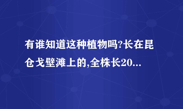 有谁知道这种植物吗?长在昆仓戈壁滩上的,全株长20cm-30cm左右.自身无根系.
