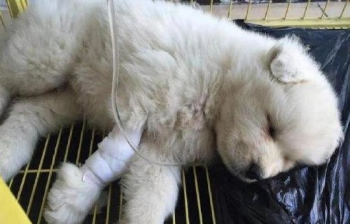 细小几天不死就没事了？