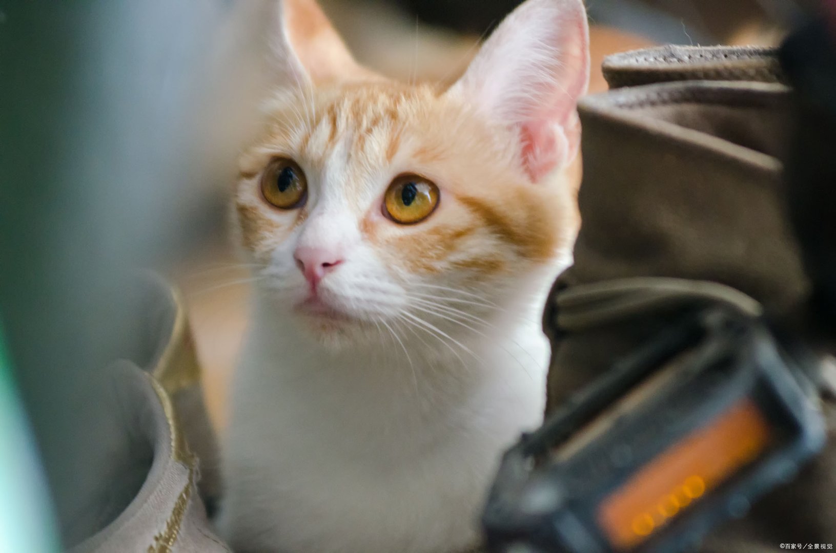 猫咪什么时候发情？