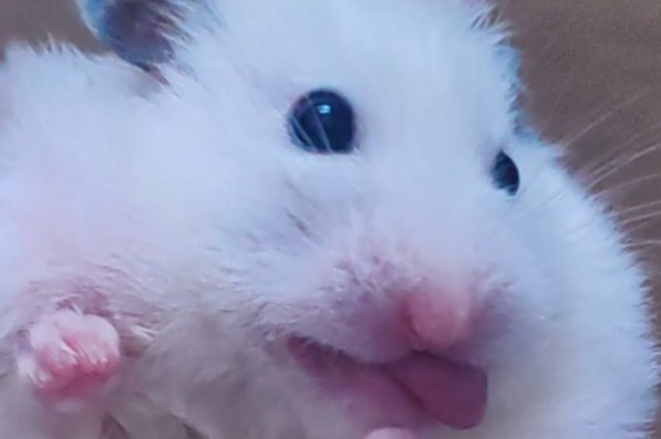 鼠字的笔顺