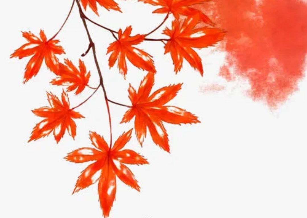 枫树的拼音怎么写