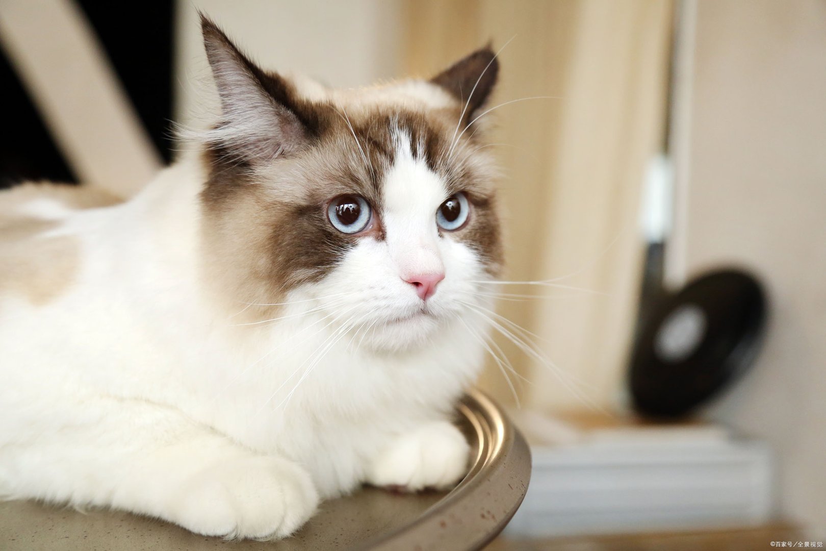 猫咪什么时候发情?