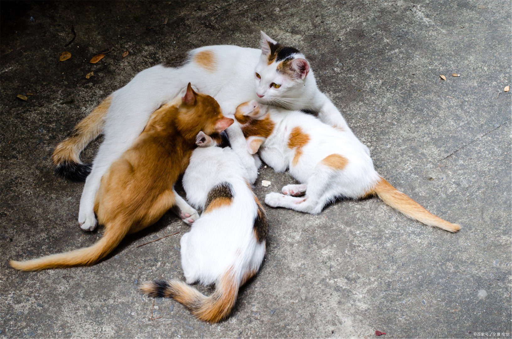 猫咪什么时候发情?
