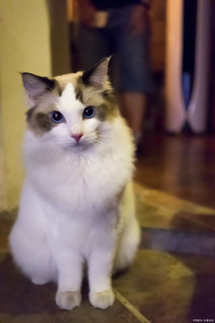猫咪什么时候发情?