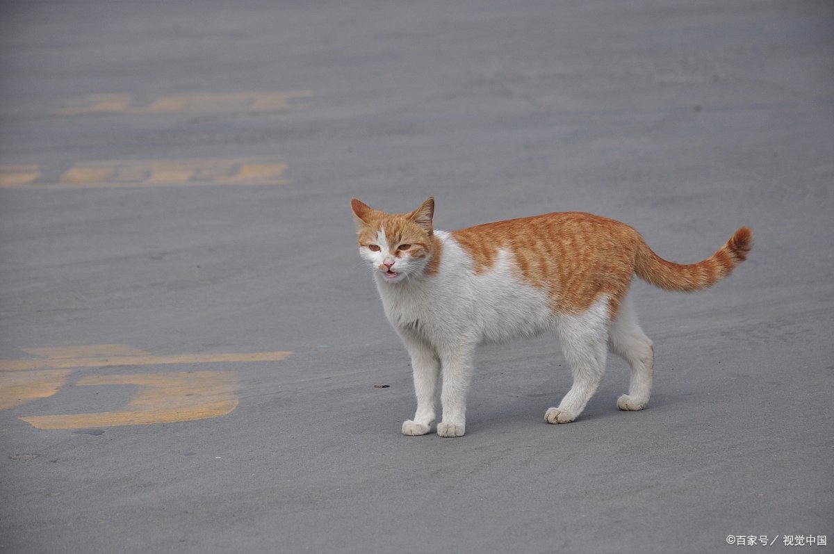 猫咪什么时候发情?