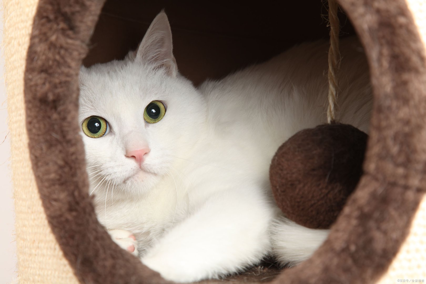 猫咪什么时候发情?