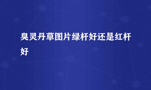 臭灵丹草图片绿杆好还是红杆好
