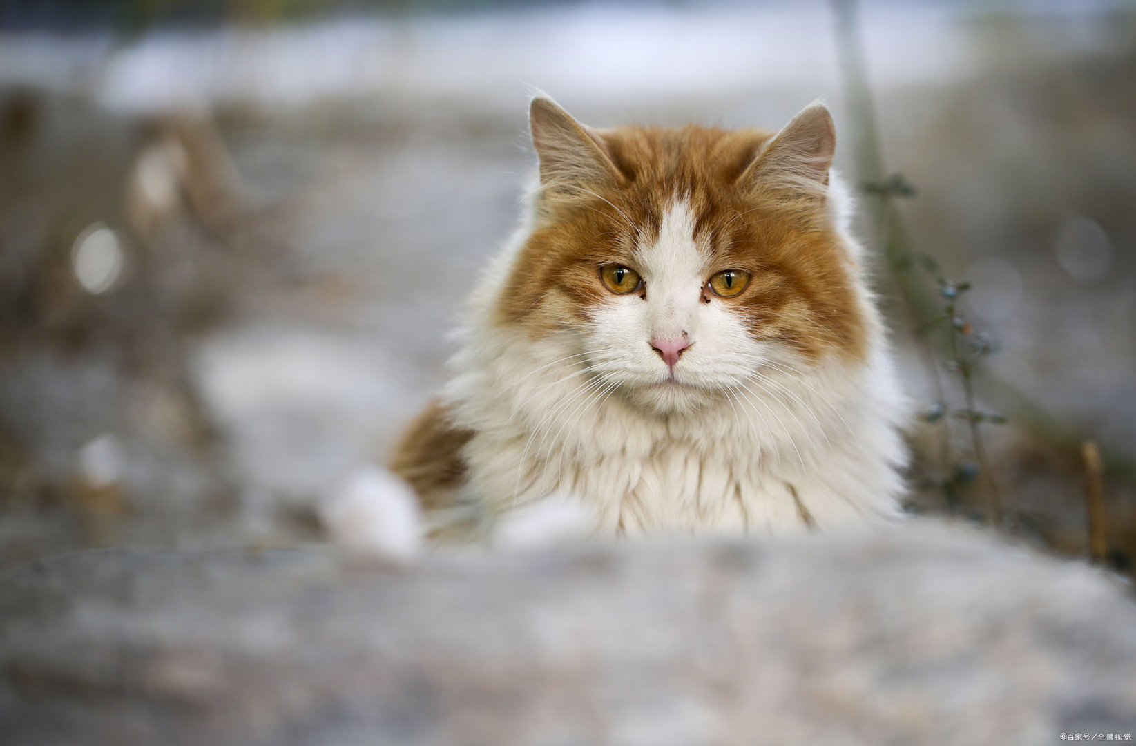 猫咪什么时候发情?