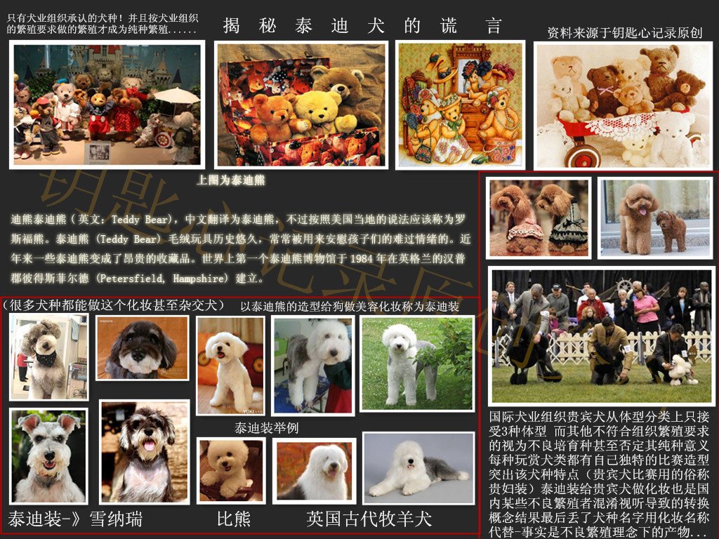 奶油色母泰迪配什么颜色