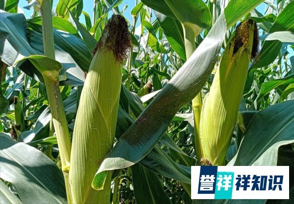 7月16日“入伏”，老话讲“淋伏头，晒伏尾”，入伏下雨好吗？