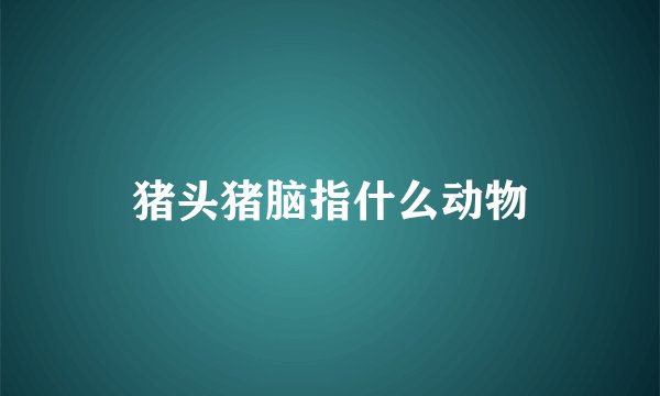 猪头猪脑指什么动物
