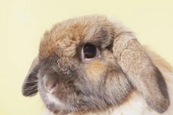 鹰鼻鹞眼是什么生肖?
