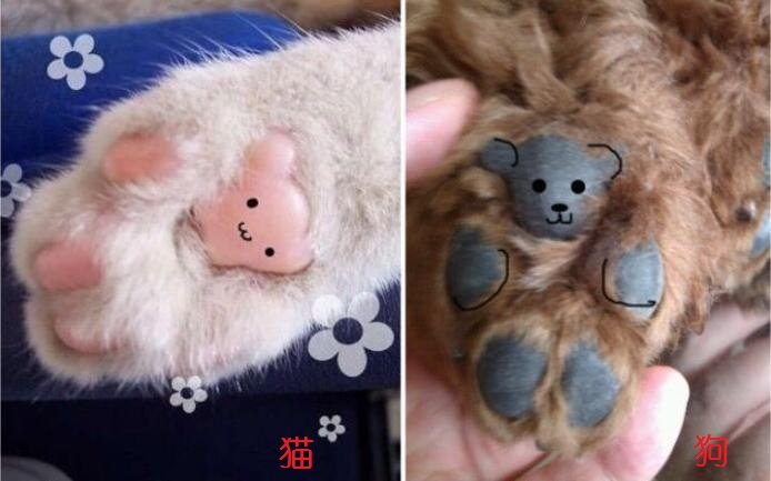 猫和狗脚印有什么区别
