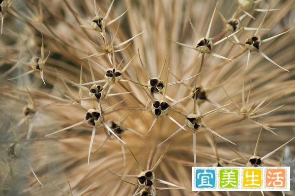 八拜之交之刎颈之交---廉颇相如