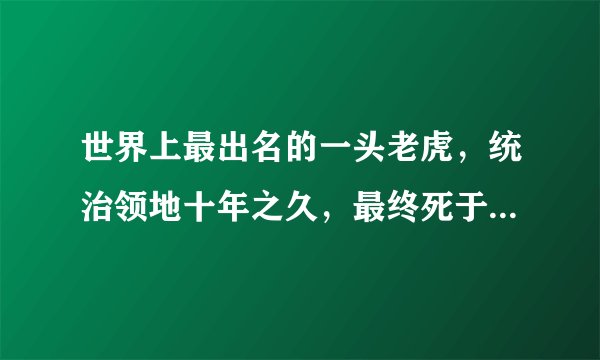 世界上最出名的一头老虎，统治领地十年之久，最终死于外孙之手